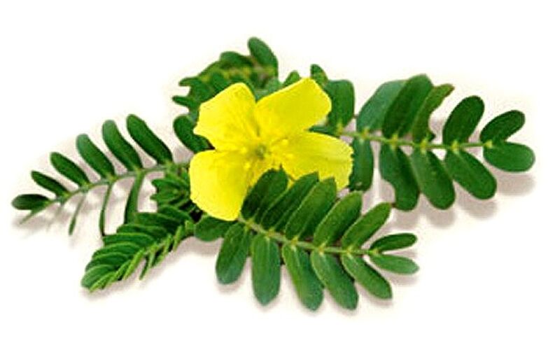 Gluconol sisältää Tribulus terrestris